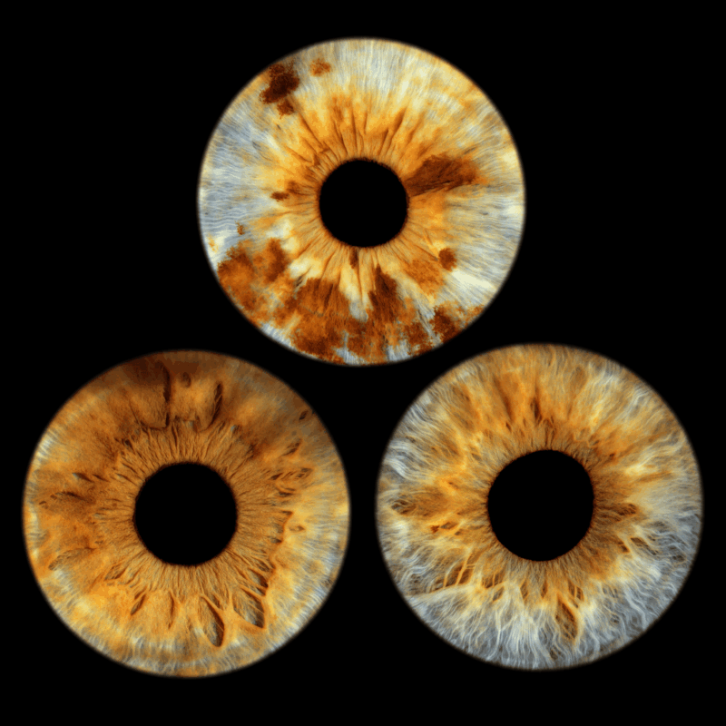 Three golden irises arranged in a triangle on a black background